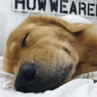 Jiya Ng profile photo