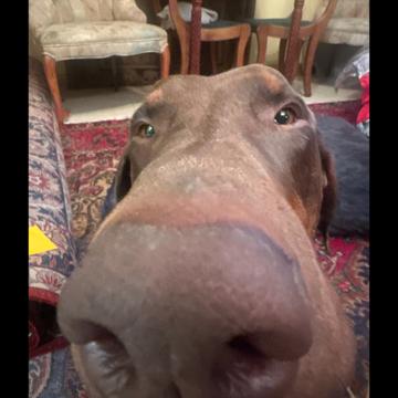 Roy Saikali profile photo