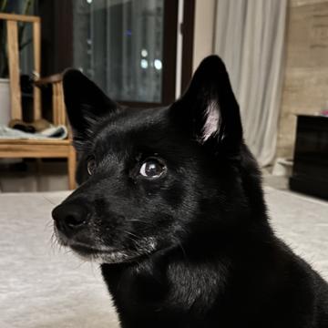 Damian Seong-kyu Han profile photo