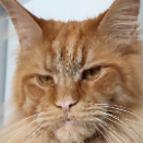 Boris Rousseau profile photo