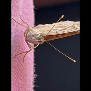 Shawnta Burton profile photo