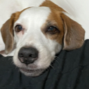 Shanell Choo profile photo