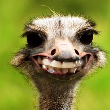 Jennie Scardifield profile photo