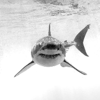 Benjamin Murphy profile photo