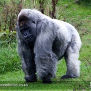 Adam Tscherne profile photo