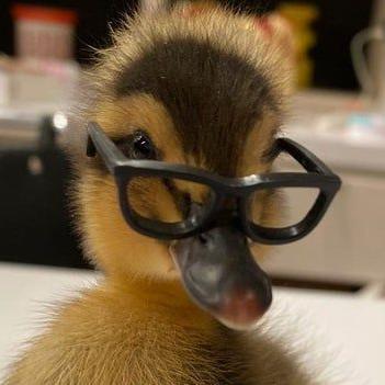 soo yeon han profile photo