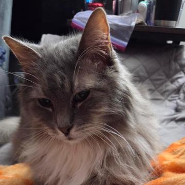 lindsay marshak profile photo