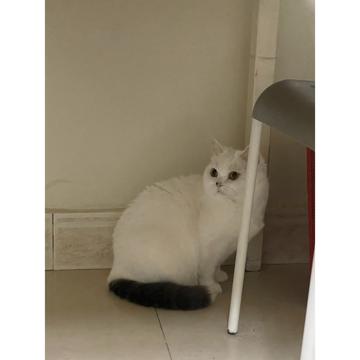 Lucas Zhou profile photo