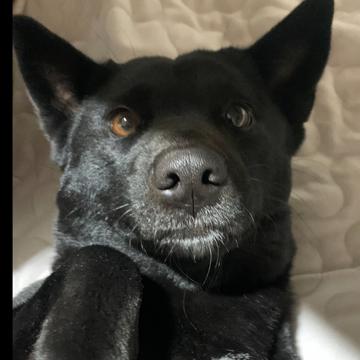 Jun Ho Shin profile photo