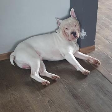 Vytautas Snejerovas profile photo