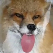 Cardell Henderson profile photo