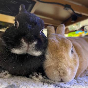 Hayatomo Tsuji profile photo