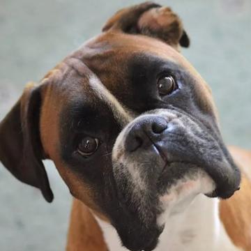 Rodrigo Realista profile photo