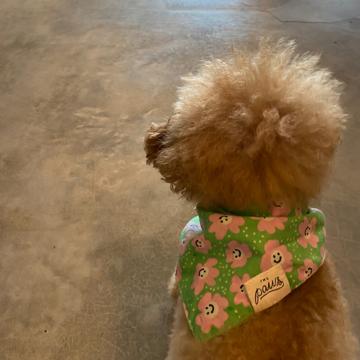 Ban-Ban Liu profile photo