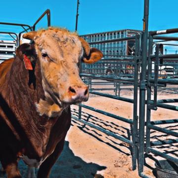 Doug Wilson Jr profile photo