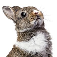 Ádám Almási profile photo