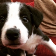 Dan Jefferson profile photo