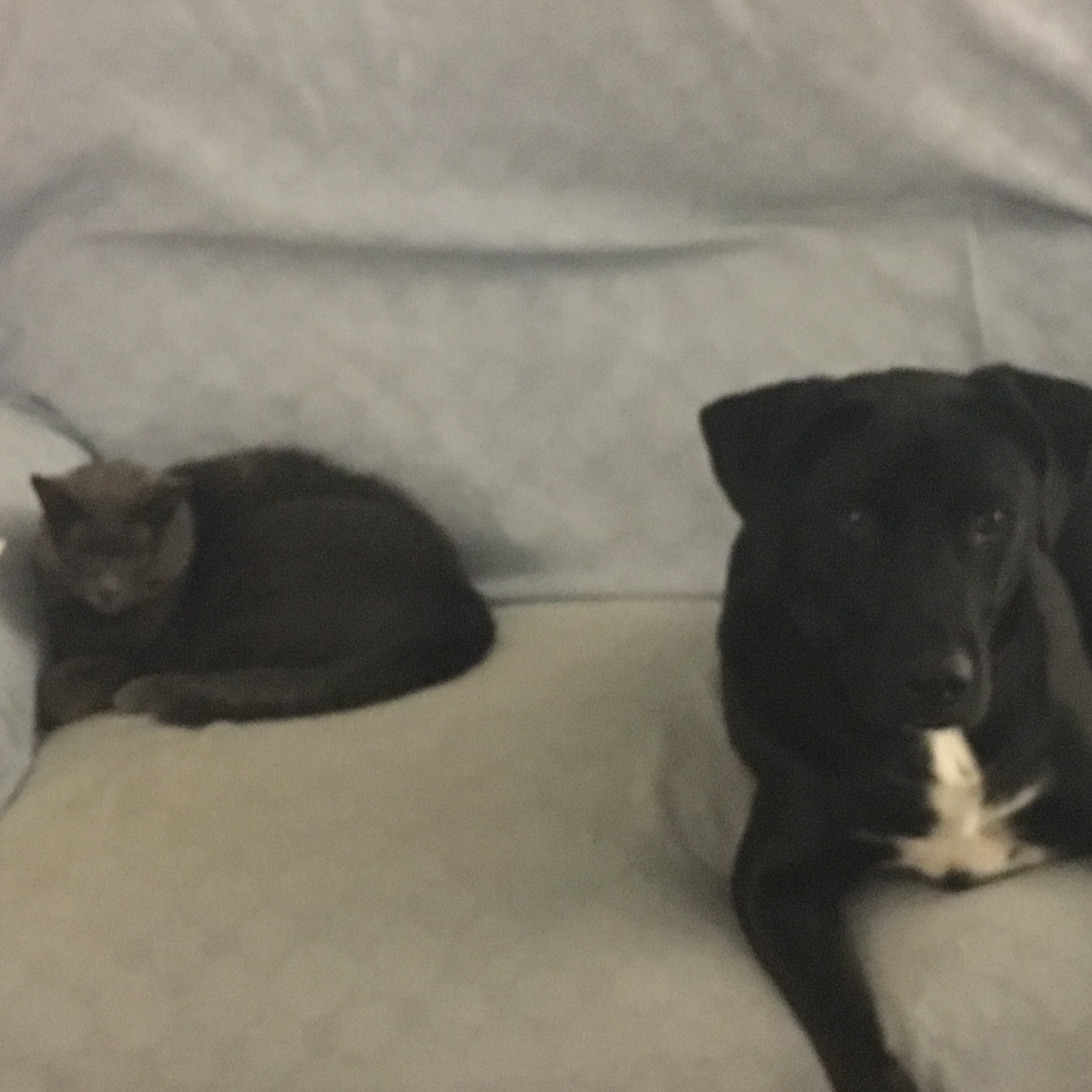 Kevin Tomascik profile photo