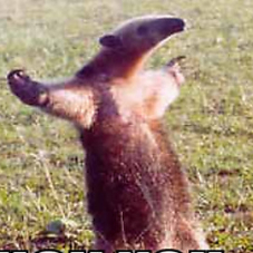 Anthony Newman profile photo