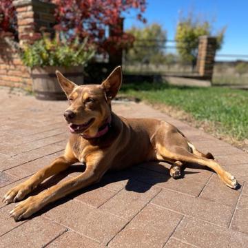 Chris Iodice profile photo