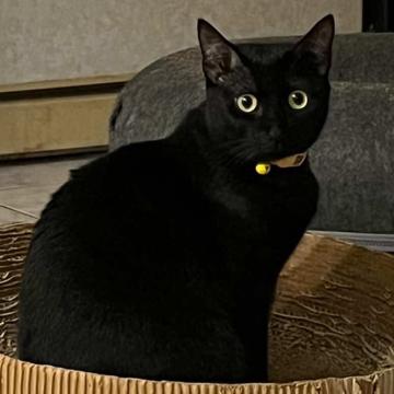 Hsiang Yu Hsieh profile photo