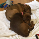 Sophia Harvey profile photo