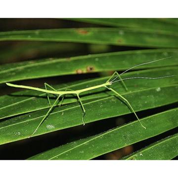 Leopold Siri profile photo