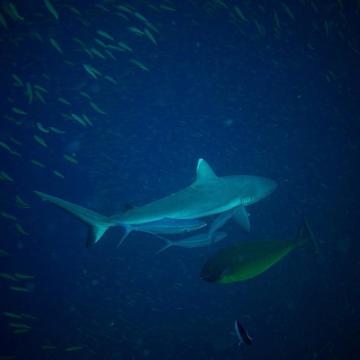 Julien Lacombe profile photo