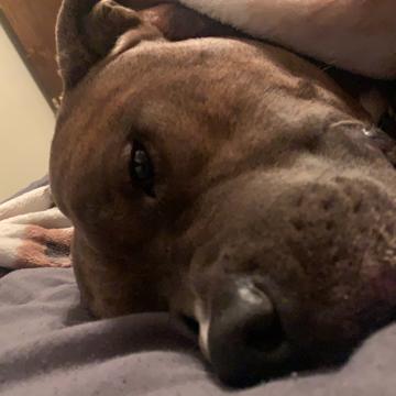 Joshua Stephens profile photo