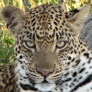 Karen Van Sickler profile photo