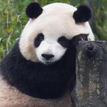 Bri Ng profile photo