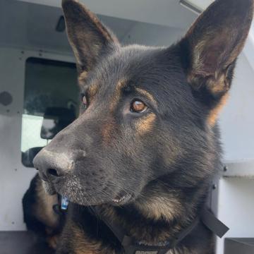 Max Wealleans profile photo