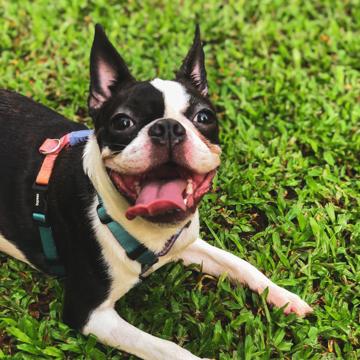 pim Sopchokchai profile photo