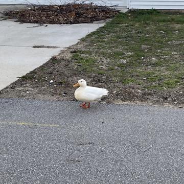 Lauren Pfaff profile photo