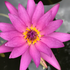 Amanda Barraza profile photo