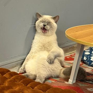 Laura Paun profile photo