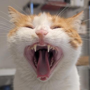 Matteo Belli profile photo