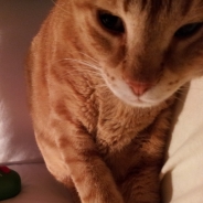 Ofer Fishler profile photo