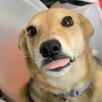 Isaiah Colmore profile photo