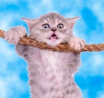 Klaus Vollmer profile photo