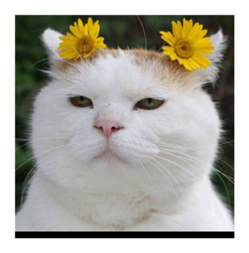 EUNJOO JIN profile photo