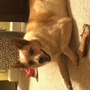 Chelsea Gaudelli profile photo