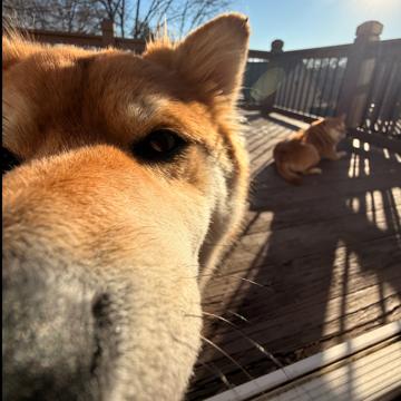 Lashondra Maddox profile photo